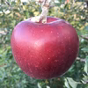◉10月中下旬発送【クッキングアップルの定番！】完熟　紅玉(ジョナサン)