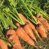 【期間限定・特価！】自然農法で栽培した「人参（ニンジン）」1kg〜：浜名湖直送