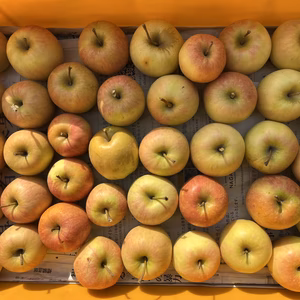 加工用りんご 箱満タンで発送します❗️信州りんご 