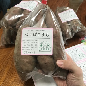 ツクバコマチって知ってますか？