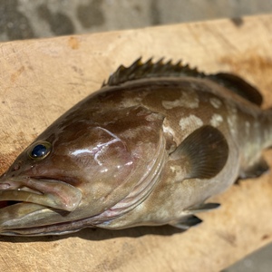 【松島産】〈捌き済み〉幻の天然クエ