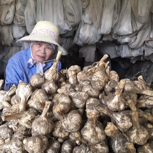 産地直送!! 青森県田子町産・熟成田子にんにく2kg(土付き)