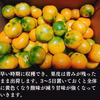 予約品 みかん【品種 ゆら 】  訳ありみかん 西浦みかん 由良みかん