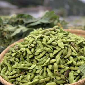 《令和5年産》贅沢！丹波黒枝豆！『さやのみ』大阪産  能勢町産