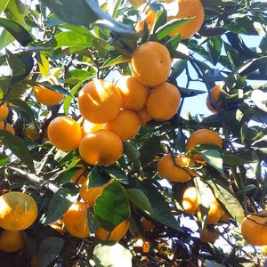 【美味みかんの季節】田口みかんM/L混在「4k和歌山下津産」常温便