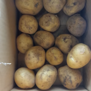 ジャガイモ（とうや）1.5kg