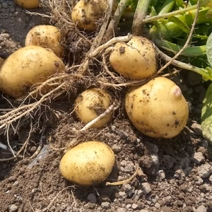 新じゃがと新玉ねぎとズッキーニ