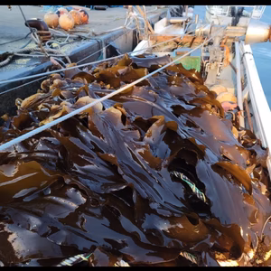 利尻島産 利尻昆布