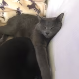 テルテツアンモモ