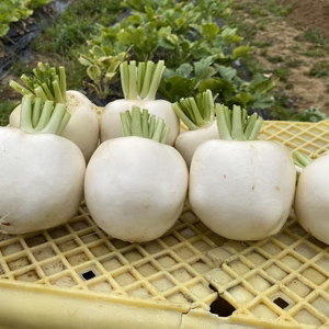 【訳あり大特価】見た目はちょっと個性的！味は極上の「サラダラティーナ」3kg
