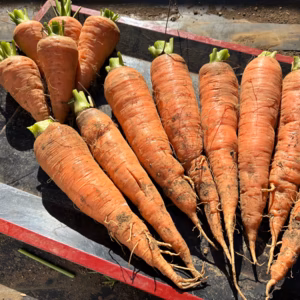 買いたくても入手困難　固定種にんじん2種のセット『筑摩野五寸 & 馬込三寸』