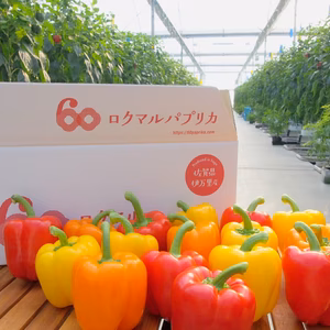 【常温】佐賀県産ロクマルパプリカ L～2Lサイズ mix