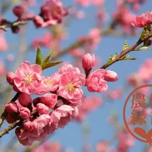 鑑賞・生け花・フラワーアレンジメントに　桃農家の桃の枝　自宅で桃の花が楽しめます