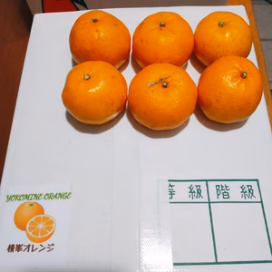 【特別価格】「訳あり小さいポンカン」【格安】おまけ付き