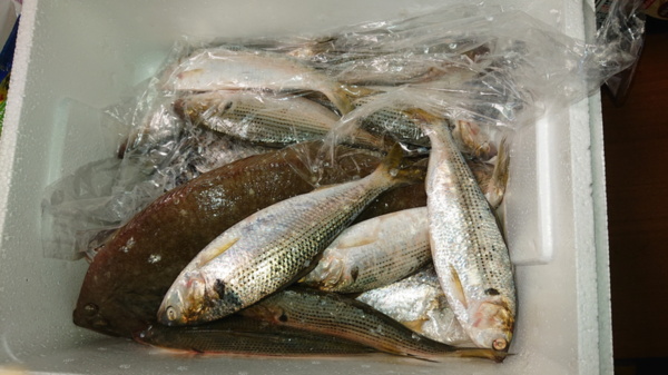 超美味しい 魚 コノシロ 農家漁師から産地直送の通販 ポケットマルシェ