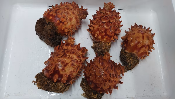 北海道小樽産 天然ホヤ 