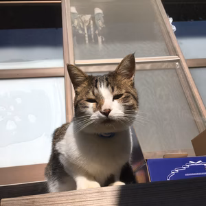 イカミミブラックさん専用