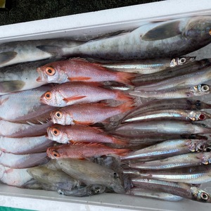 【お得】えっこ船長にお任せバラエティセット 1~3kg