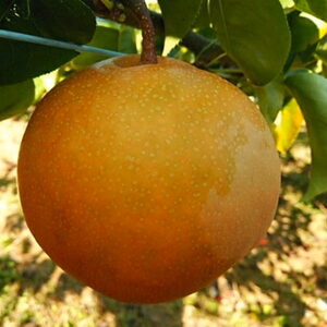 《予約》 豊月 梨 5-6個 愛媛県産 豊月梨 ナシ なし