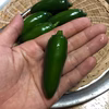 メキシコ唐辛子ハラペーニョ！