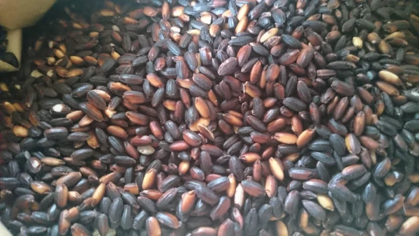 古代米(自然栽培黒米1㎏