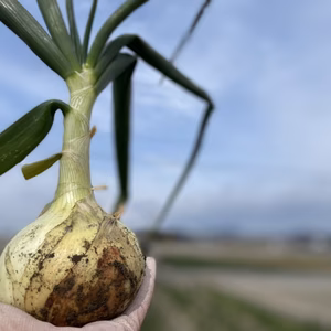 令和4年　淡路島産　極早生玉ねぎ　スーパーアップ　10キロ