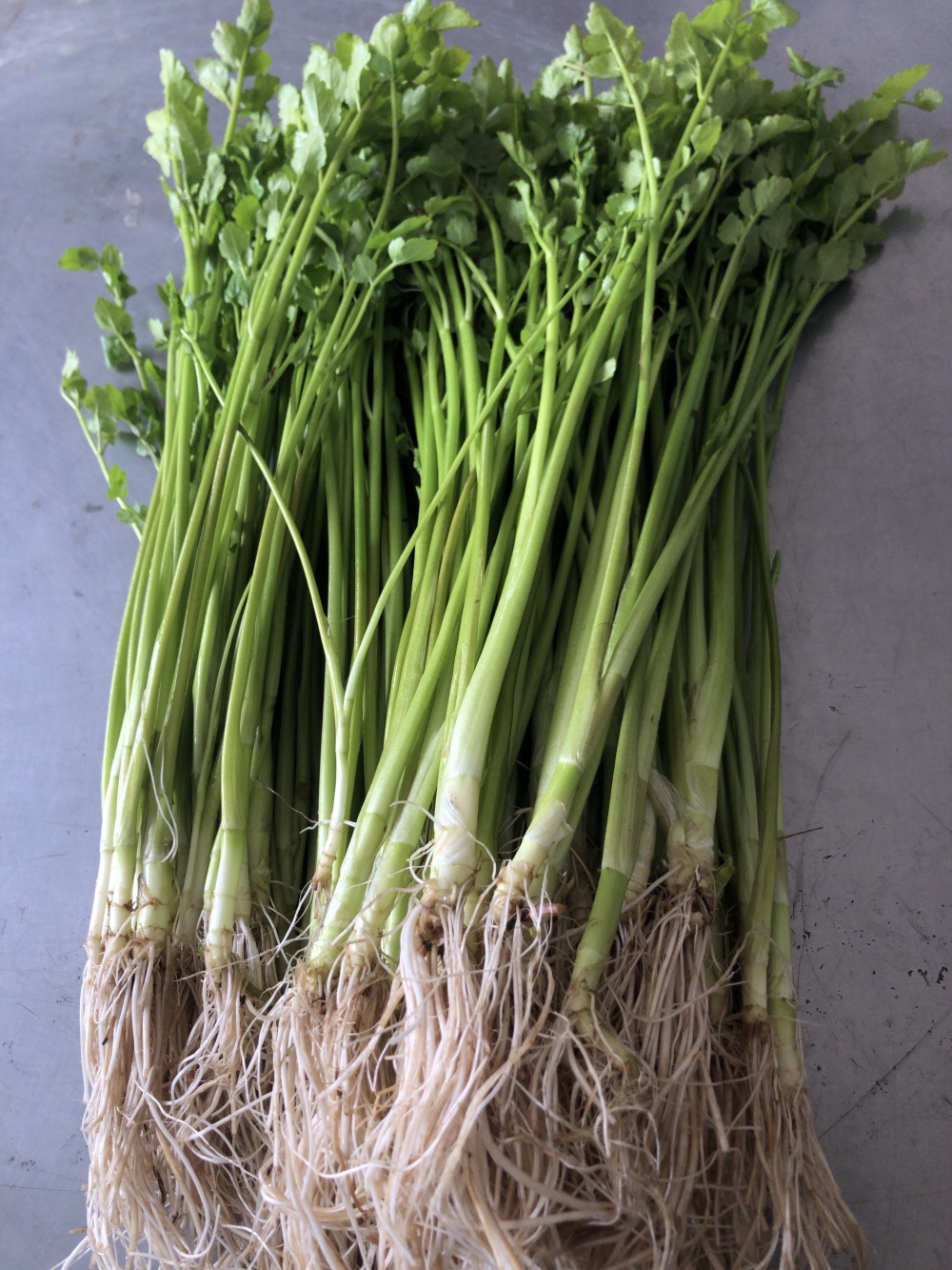 せり 根無し 2kg - 野菜