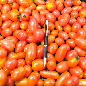 ミニトマト　露地農薬不使用（無農薬）栽培