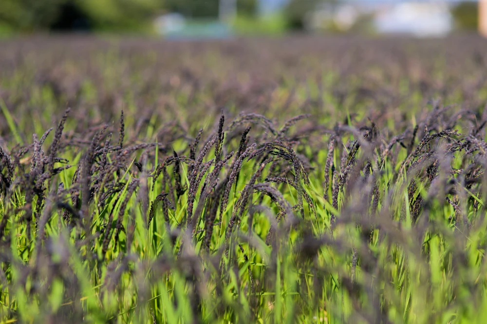 定期便 不足しがちな栄養を毎日の食事で補いたい方へ 令和5年産幻の