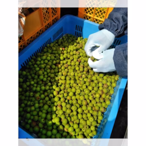 無選別期間限定 小梅・竜峡小梅1キロ～5キロ シロップ、カリカリ小梅