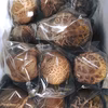 原木椎茸「絹」～約8センチ×6個