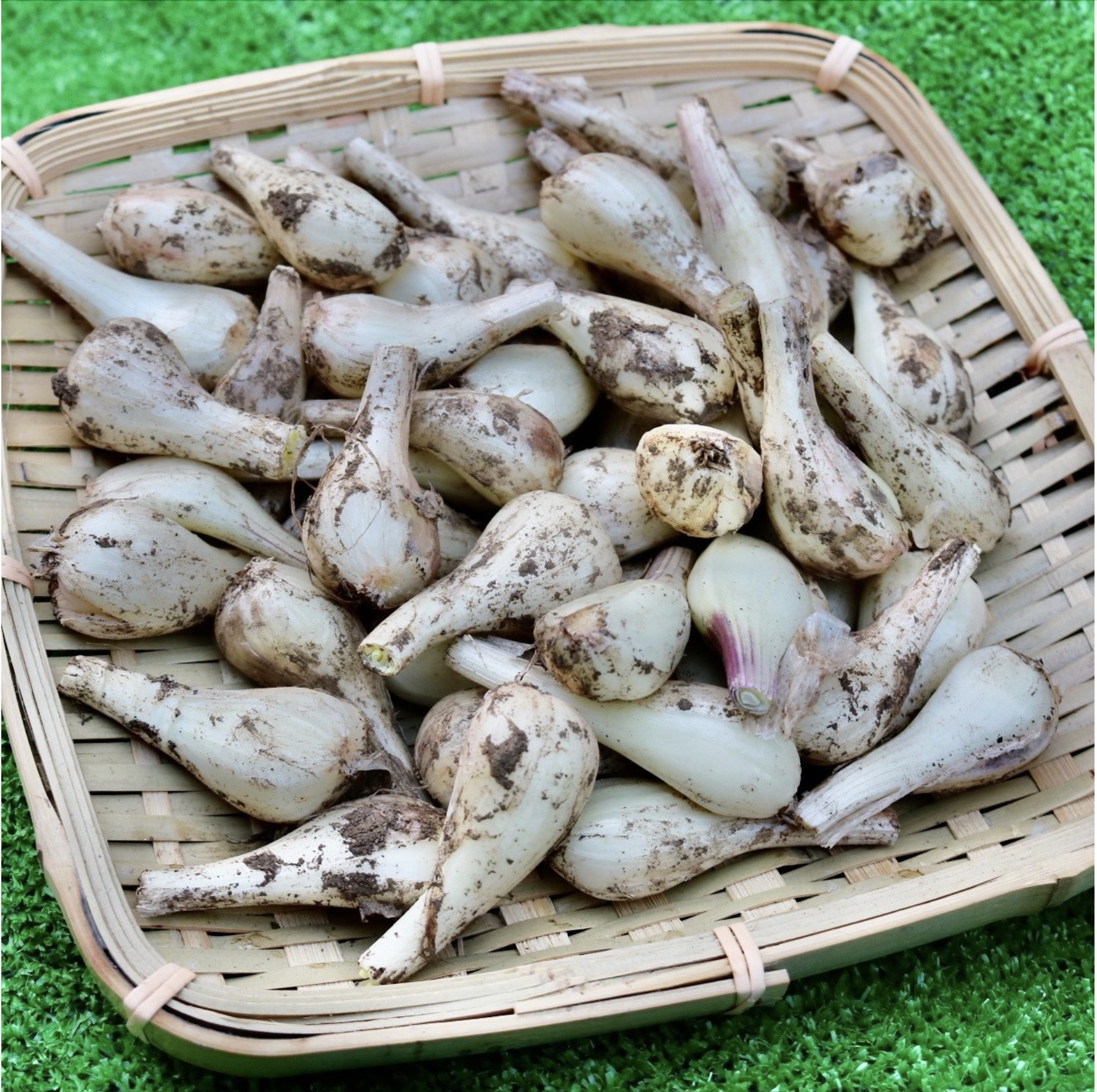 らっきょうの通販・お取り寄せ商品｜野菜｜ポケットマルシェ｜産地直送