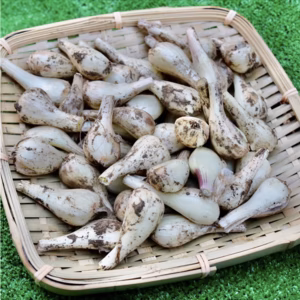 熊本県産 泥付きらっきょうMサイズ農薬化学肥料不使用