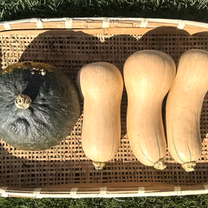 【熟成済み】バターナッツとミニかぼちゃのセット