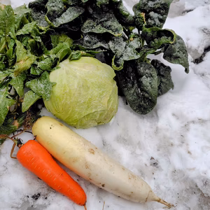 【春の福袋】✨甘い✨ 雪下野菜セット‼️