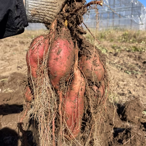 奥能登産★安納芋箱込5kg