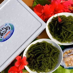 球美の海ぶどう500ｇ（沖縄県・久米島産）
