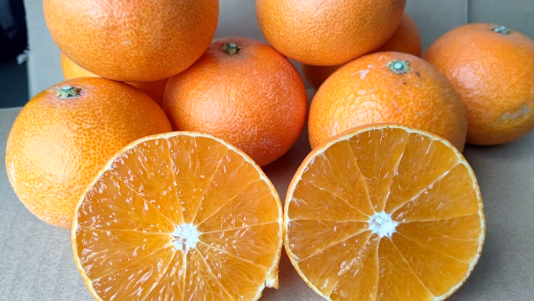 八幡浜果試２８号家庭用４.３キロ