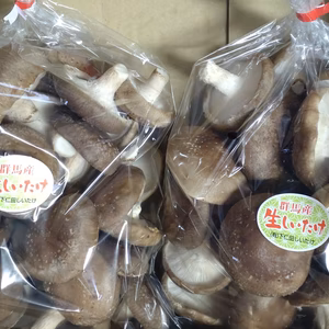 【ご自宅用】開いた傘でも味はウマッ！旨味たっぷり生しいたけ