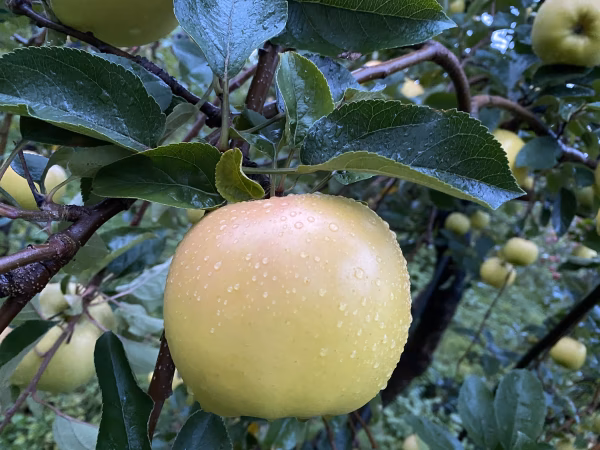 希少品種！青森県産りんご　こうこう　3キロ箱（7個〜10個）