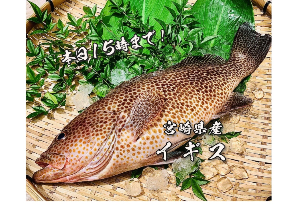 本日15時まで 送料無料 上質で上品な味の白身魚 イギス 1 25kg 農家漁師から産地直送の通販 ポケットマルシェ