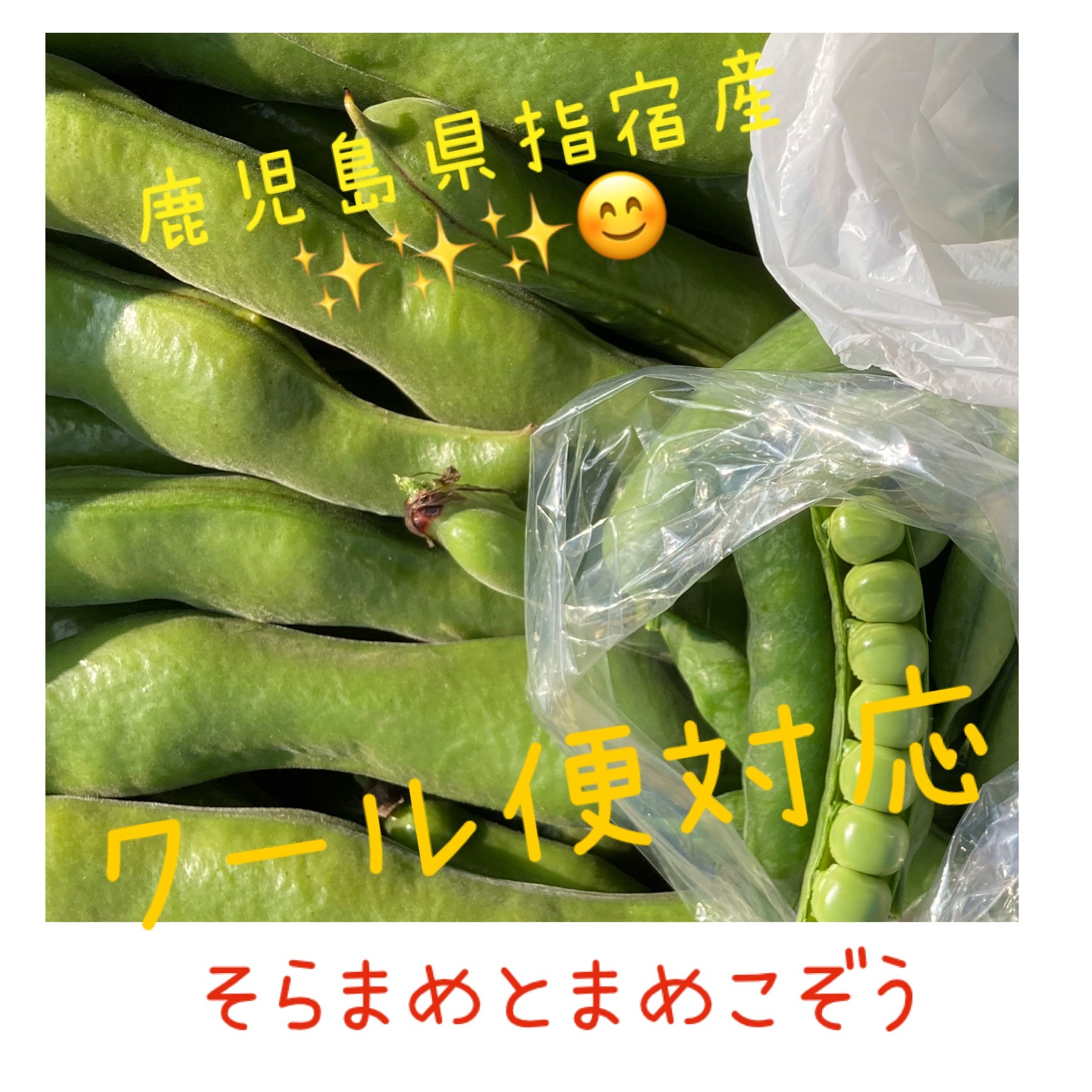 指宿 そら豆の産直通販・お取り寄せ商品｜ポケットマルシェ｜産地直送