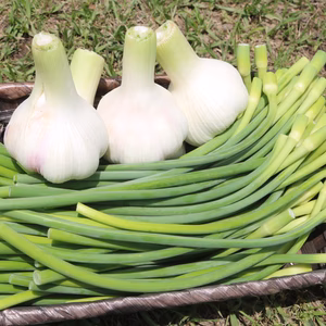 【送料一律便】 数量限定！くわはら農園の生にんにく(嘉定種)とにんにくの芽