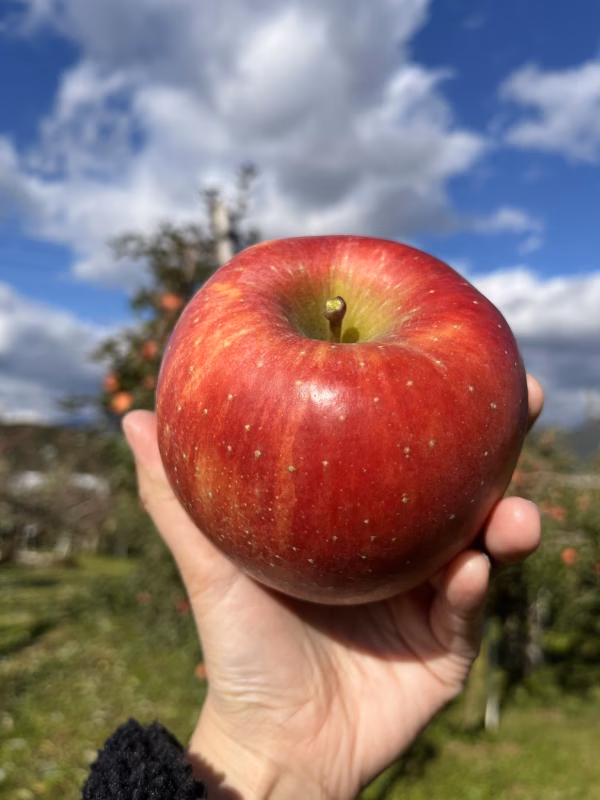 《予約商品》11月中旬～ 綺麗な葉とらずサンふじ 10キロ箱 24～36玉 