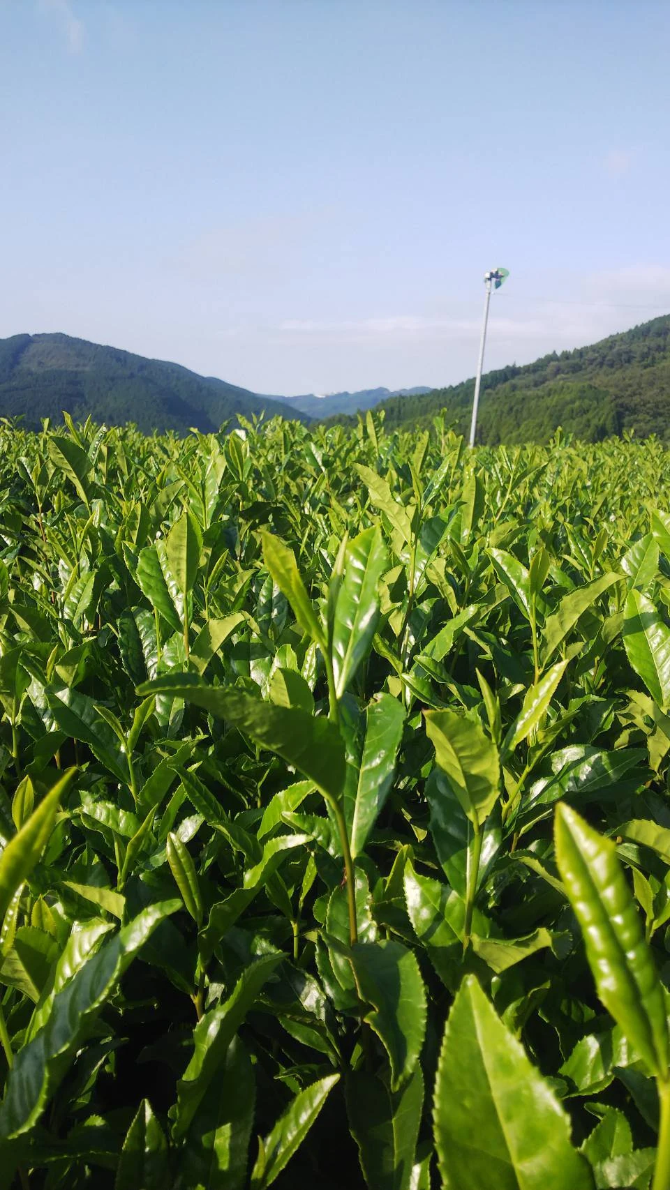 【メール便】2023年新茶八女茶家庭用大人気煎茶陽芽