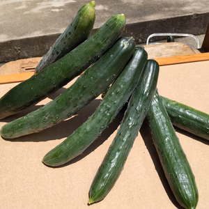 暑気払いにオススメのキュウリ1.0kg（農薬は使用していません）