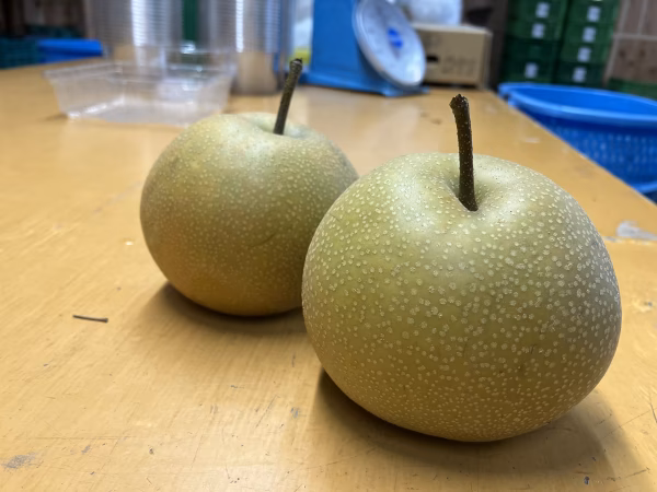 訳あり　幸水 5kg(13~23玉)