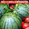 甘～いおいし～い尾花沢すいか 大玉 4L サイズ(羅王ザ・スウィート)山形県産 