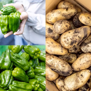 【１人１回だけの特別品】ピーマンとじゃがいも(メークイン)セット！