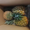 沖縄県産スナックパイン！2玉入り